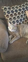 Reunited Female Cat last seen US 41 and pine Island road, North Fort Myers, FL 33903
