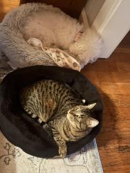 Lost Male Cat last seen North Fork, Snoqualmie, WA 98065