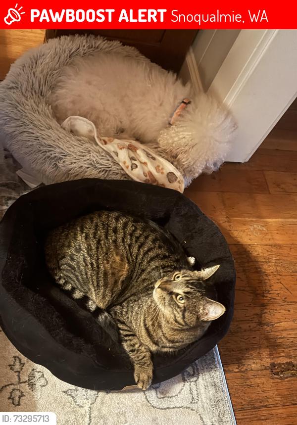 Lost Male Cat last seen North Fork, Snoqualmie, WA 98065