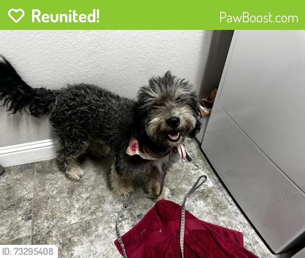 Reunited Female Dog last seen White Settlement road, Parker County, TX 76087