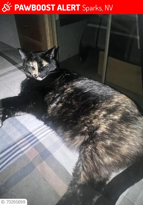Lost Female Cat last seen Rock blvd and Greg street, Sparks, NV 89431
