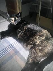 Lost Female Cat last seen Rock blvd and Greg street, Sparks, NV 89431