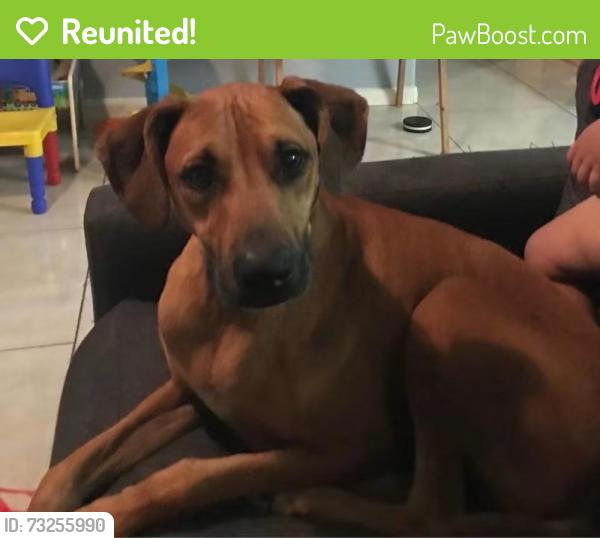 Reunited Female Dog last seen Kingwood, Houston, TX, USA, Houston, TX 77339