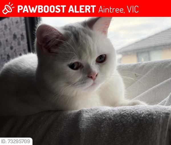 Lost Male Cat last seen Near Cascade Dr, Aintree, VIC 3336
