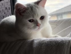 Lost Male Cat last seen Near Cascade Dr, Aintree, VIC 3336