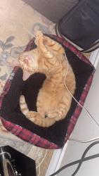 Reunited Male Cat last seen Cedar st and mccrea mission bc, Mission, BC V2V 3M8
