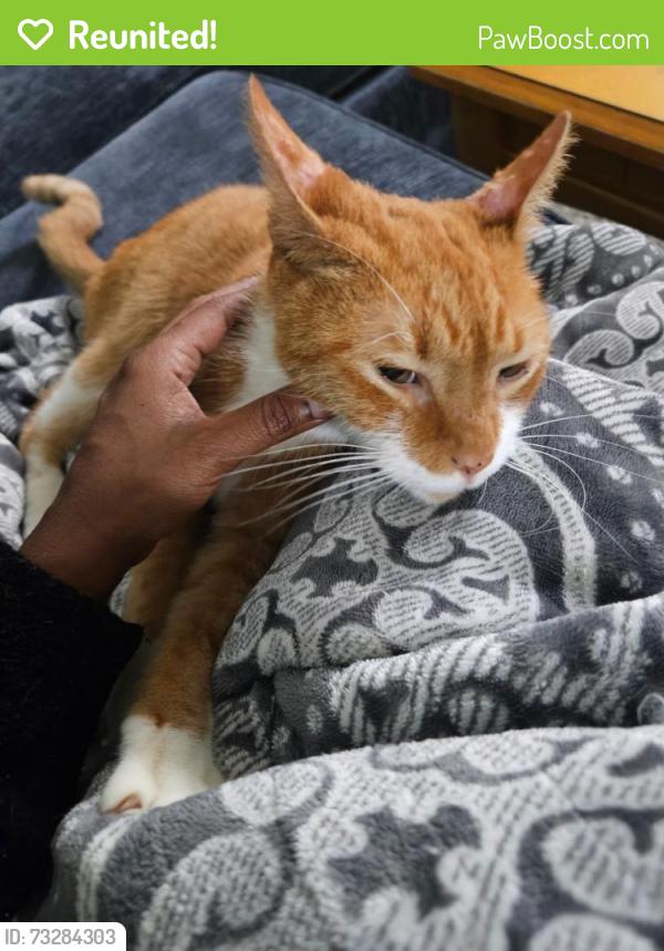 Reunited Male Cat last seen Near standing rock way, Raleigh, NC 27604