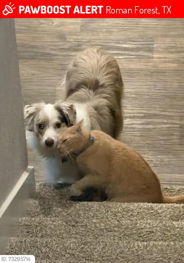 Lost Male Cat last seen Chest nut crest, Roman Forest, TX 77357