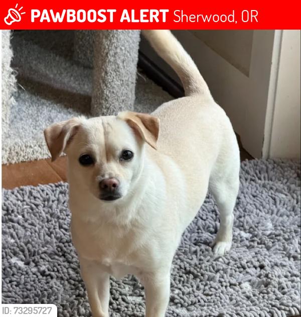 Lost Female Dog last seen KrugerRd by the high school, Sherwood, OR 97140