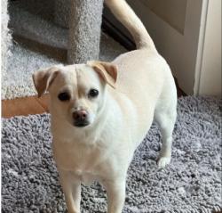 Lost Female Dog last seen KrugerRd by the high school, Sherwood, OR 97140