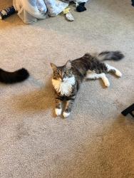 Reunited Female Cat last seen Montfort court, San Diego, CA 92128