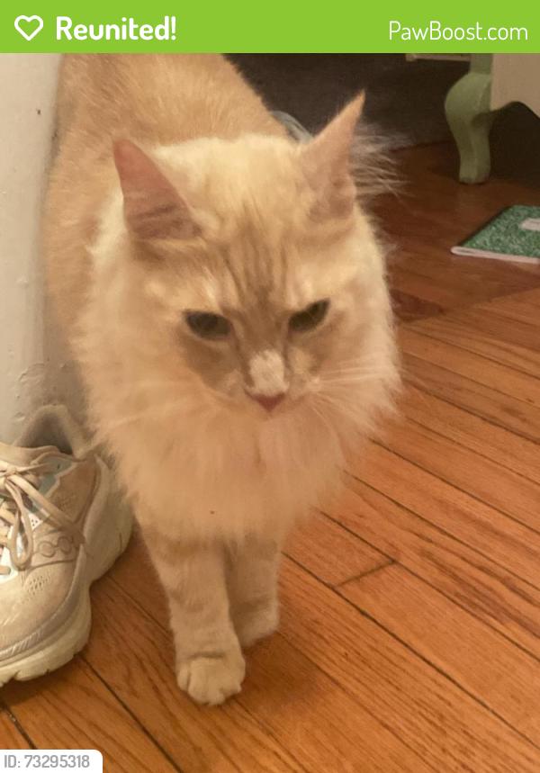 Reunited Male Cat last seen 3rd Ave and Hood Circle, Decatur, GA 30030
