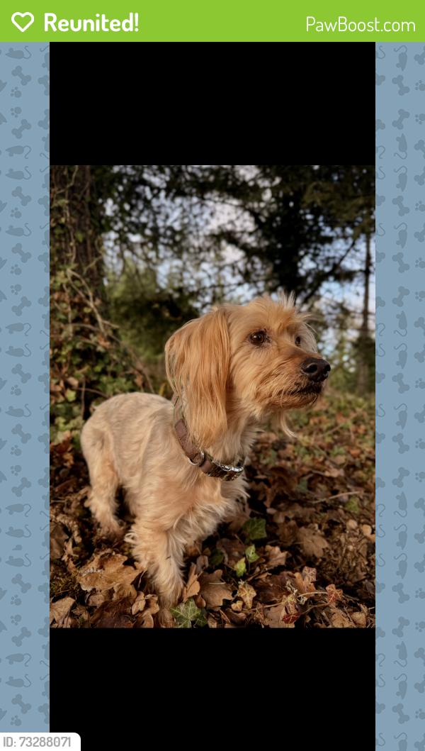 Reunited Male Dog last seen Near S Horne, Oceanside, CA 92054