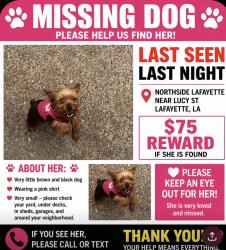Reunited Female Dog last seen Lucy st Lafayette /Northside, Lafayette, LA 70501