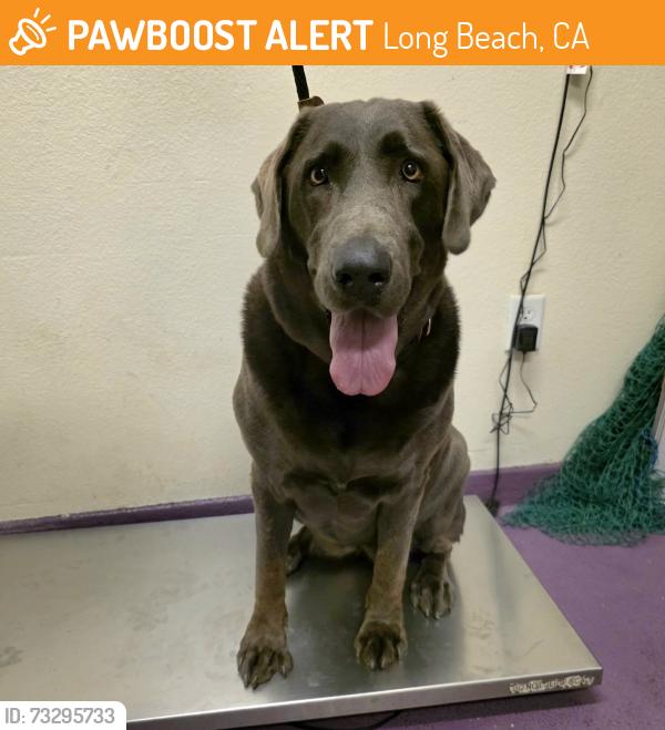 Found/Stray Female Dog last seen Near W 31st St, Long Beach, CA 90810, Long Beach, CA 90810