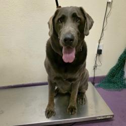 Found/Stray Female Dog last seen Near W 31st St, Long Beach, CA 90810, Long Beach, CA 90810