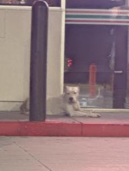 Found/Stray Female Dog last seen Near 76 gas station in front of PayPal stadium, San Jose, CA 95110