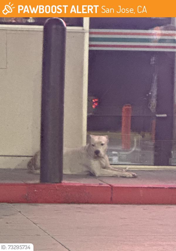 Found/Stray Female Dog last seen Near 76 gas station in front of PayPal stadium, San Jose, CA 95110