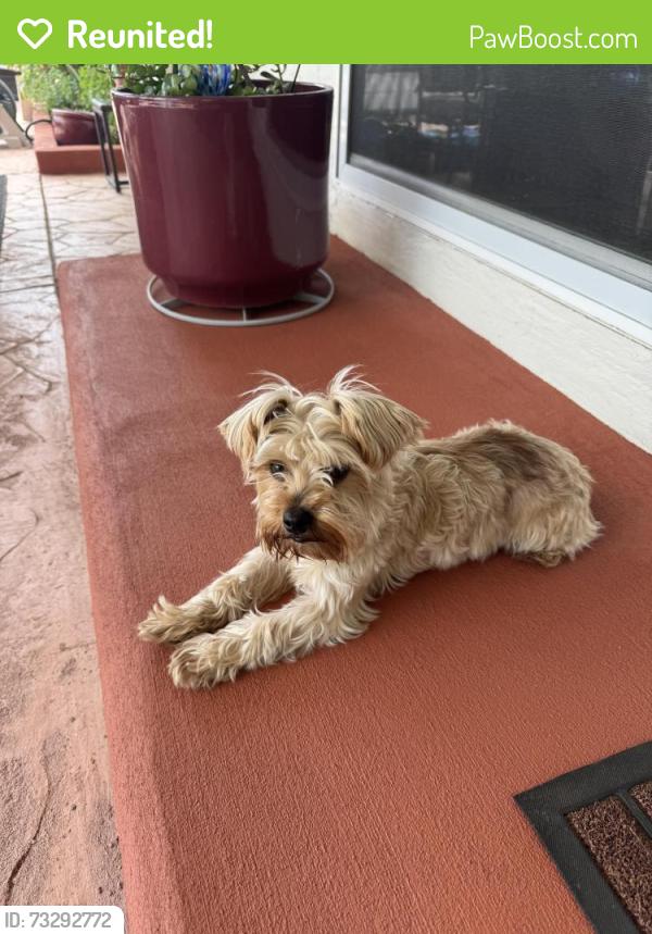 Reunited Male Dog last seen Putnam street, Antioch, Antioch, CA 94509