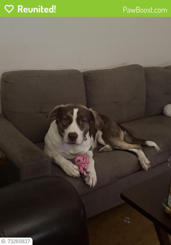 Reunited Female Dog last seen Nelson university, Waxahachie, TX 75165