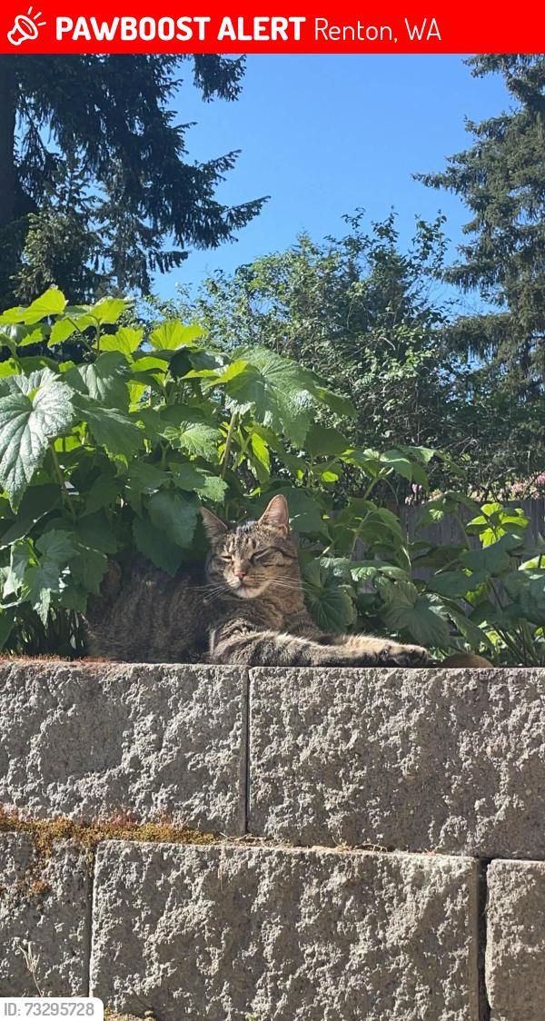 Lost Male Cat last seen Duvall Ave NE & NE 2nd Pl in Renton, WA., Renton, WA 98059