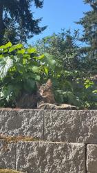 Lost Male Cat last seen Duvall Ave NE & NE 2nd Pl in Renton, WA., Renton, WA 98059