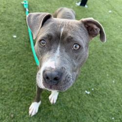 Shelter Stray Female Dog last seen , Animal Care & Control Team of Philly, 111 W Hunting Park Ave, Philadelphia, PA 19140, USA