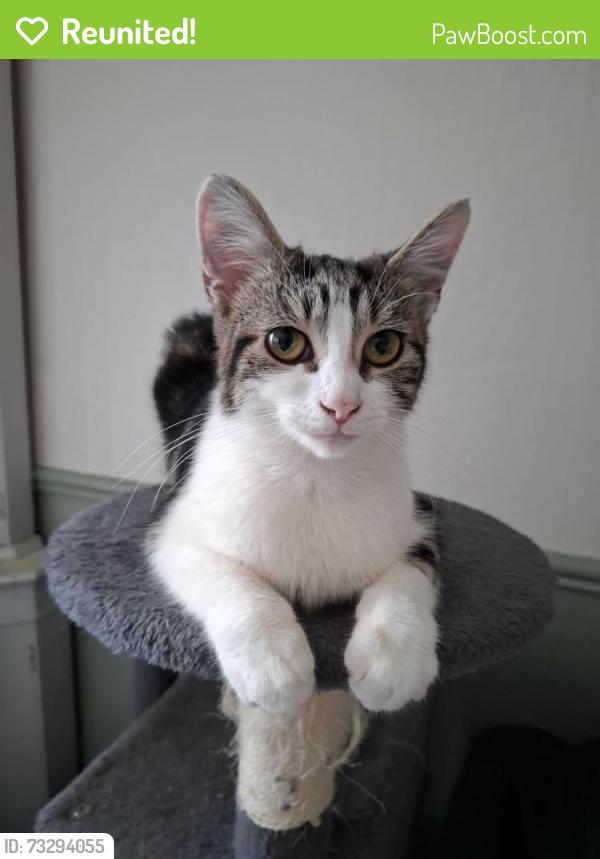 Reunited Female Cat last seen Pope lane, Ribbleton, England PR2 6HB