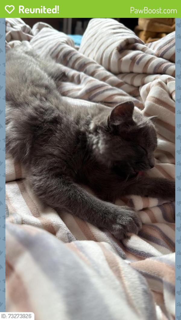 Reunited Female Cat last seen Nahaniway & Delaware Dr area, Mississauga, ON L4Z 3J4