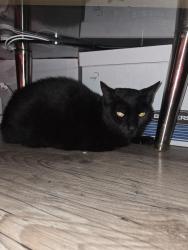 Found/Stray Unknown Cat last seen guidy ln, Escambia County, FL 32514