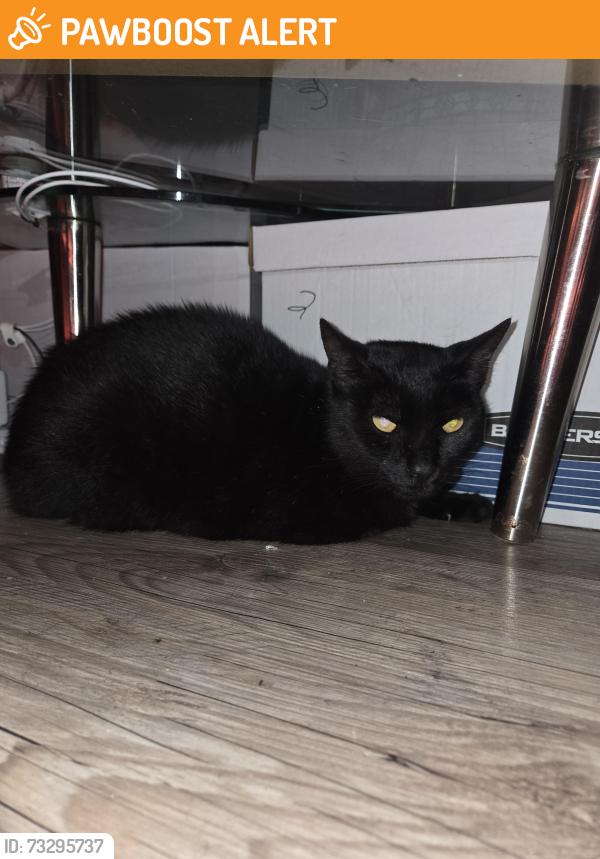 Found/Stray Unknown Cat last seen guidy ln, Escambia County, FL 32514