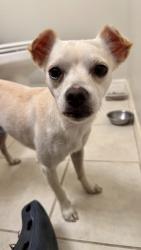 Reunited Male Dog last seen S 14th St & E Carter Rd, Phoenix, AZ 85042