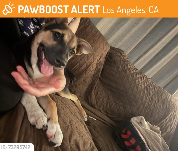 Found/Stray Male Dog last seen El dorado, Los Angeles, CA 91331