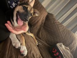 Found/Stray Male Dog last seen El dorado, Los Angeles, CA 91331