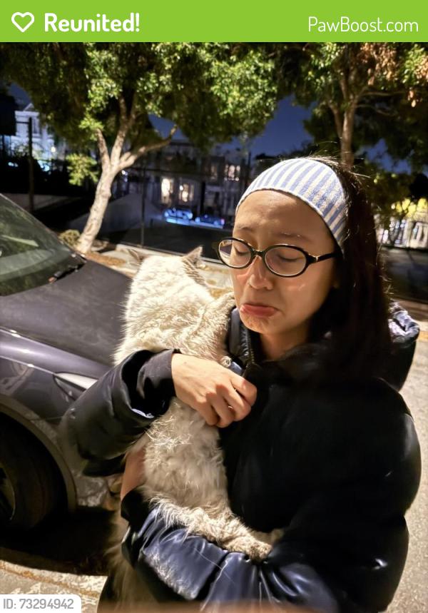 Reunited Male Cat last seen Near Linden Street, San Francisco, CA 94102