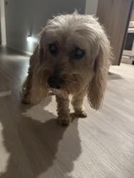 Found/Stray Male Dog last seen Mt Herbert Ave, San Diego, CA 92117