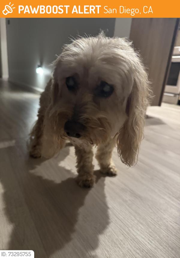 Found/Stray Male Dog last seen Mt Herbert Ave, San Diego, CA 92117