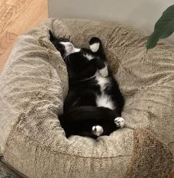 Reunited Male Cat last seen Camp McDonald & Park Dr, Mount Prospect, IL 60056