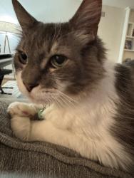 Reunited Male Cat last seen N Richman Ave, Fullerton, CA, USA, Fullerton, CA 92832