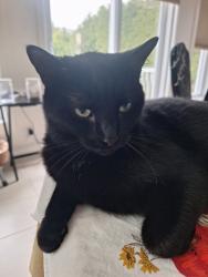 Reunited Male Cat last seen Near Rue de Maskinongé, Laval, QC H7E 4A9