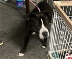 Shelter Stray Male Dog last seen , 11361 W Pico Blvd, Los Angeles, CA 90064, USA
