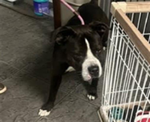 Shelter Stray Male Dog last seen , 11361 W Pico Blvd, Los Angeles, CA 90064, USA