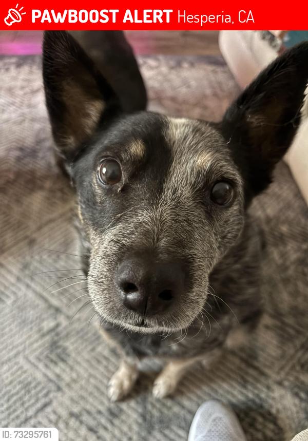 Lost Male Dog last seen 11th Ave and Sycamore, Hesperia, CA 92345