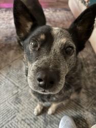 Lost Male Dog last seen 11th Ave and Sycamore, Hesperia, CA 92345