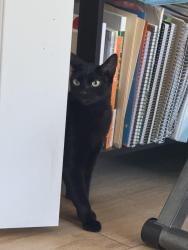 Lost Female Cat last seen Ladeen, Anza, Torrance, CA 90503