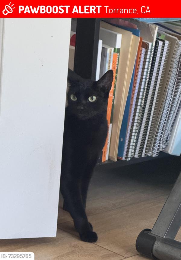 Lost Female Cat last seen Ladeen, Anza, Torrance, CA 90503