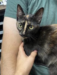 Found/Stray Female Cat last seen By Theodore Roosevelt Elementary, Anaheim, CA 92805