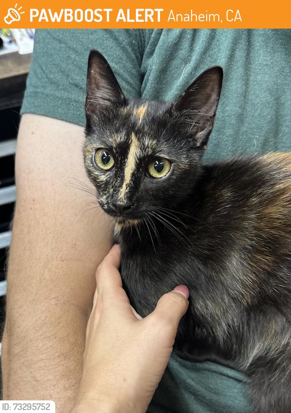 Found/Stray Female Cat last seen By Theodore Roosevelt Elementary, Anaheim, CA 92805