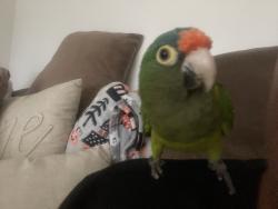 Lost Unknown Bird last seen Park, Los Angeles, CA 90001