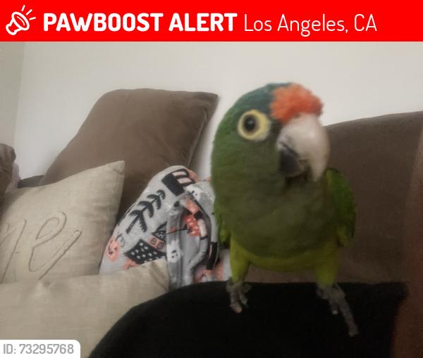 Lost Unknown Bird last seen Park, Los Angeles, CA 90001